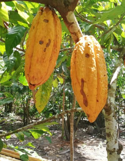 Fèves Criollo de cacaoyers natifs